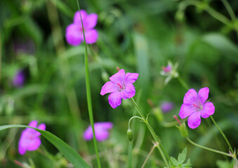 Marsh geranium (Geranium palustre) grows in nature