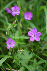 Fototapeta premium Marsh geranium (Geranium palustre) grows in nature