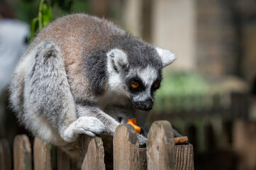Ring-tailed Lemur Sitting on a Fence Feeding