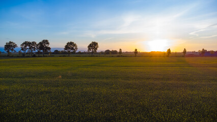 Luftaufnahme eines Rapsfeldes bei Sonnenaufgang mit durchscheinenden Sonnenstrahlen