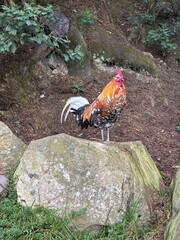 Gallo pequeño cantando sobre piedra