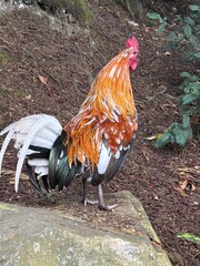 Gallito cantando en el campo