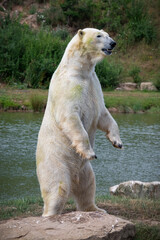 Polar Bear Standing Upright on a Rock © Ian