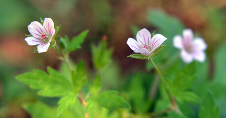 Siberian geranium (Geranium sibiricum) grows in nature