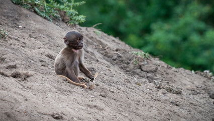 Baby Gelada Monkey Playing By Itself