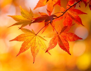 Fototapeta premium Vibrant Red and Yellow Autumn Leaves Background