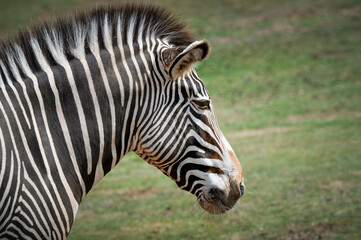 Close up Head Shot Gravy's Zebra