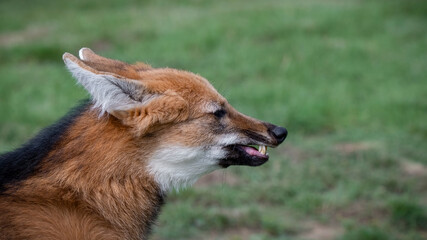 Close up Maned Wolf Looking Around