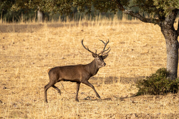 Red deer (Cervus elaphus) photographed in Spain