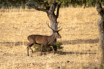 Red deer (Cervus elaphus) photographed in Spain