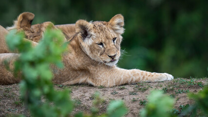 Young Lion Cubs Resting Together