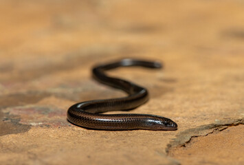 Mozambique Dwarf Burrowing Skink (Scelotes mossambicus) on a natural rock – Lizard adapted to a fossorial lifestyle