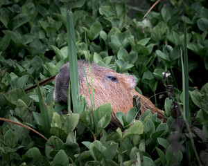 Capybara in Water Searching for Food