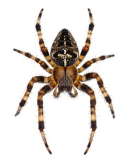 Spider, top-down view