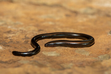 Mozambique Dwarf Burrowing Skink (Scelotes mossambicus) on a natural rock – Lizard adapted to a fossorial lifestyle