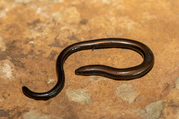 Mozambique Dwarf Burrowing Skink (Scelotes mossambicus) on a natural rock – Lizard adapted to a fossorial lifestyle