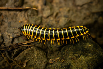 Black and Yellow Centipede Crawls Across Kaymoor Trail