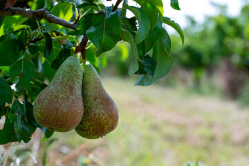 Ripe pears on a pear tree with copy space