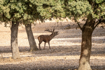 Naklejka premium Red deer (Cervus elaphus) photographed in Spain