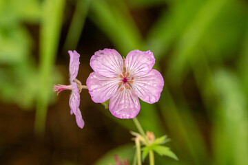 Wet Geranium Blooms On Stand Delicately Along Trail