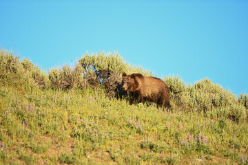 Fototapeta premium Young Grizzly Bear Grazes Along Sage Coverd Hill Top