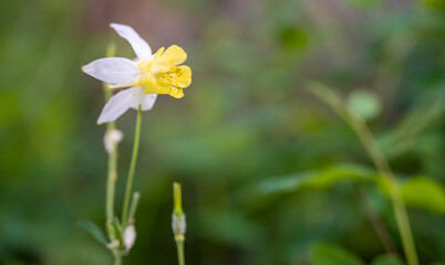 Yellow And White Columbine Bloom With Copy Space