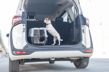 Jack Russell Terrier Dog in Travel Carrier in Car Trunk. 
