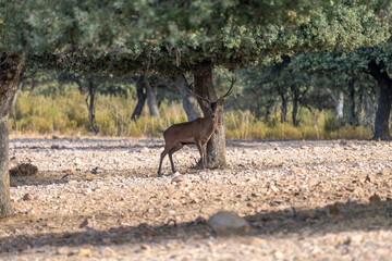 Naklejka premium Red deer (Cervus elaphus) photographed in Spain