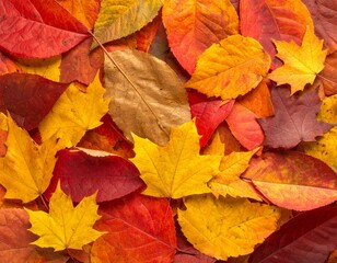 Vibrant Red and Yellow Autumn Leaves Background