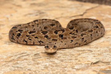 A beautiful rhombic night adder (Causus rhombeatus), also called a common night adder. Close-up in the wild– African venomous snake