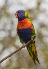 Rainbow lorikeet