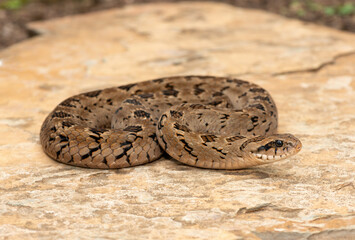 A beautiful rhombic night adder (Causus rhombeatus), also called a common night adder. Close-up in the wild– African venomous snake
