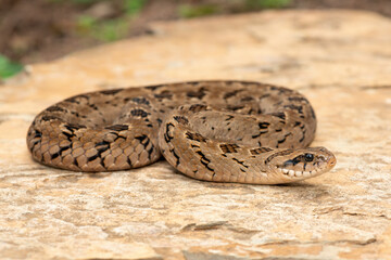 A beautiful rhombic night adder (Causus rhombeatus), also called a common night adder. Close-up in the wild– African venomous snake
