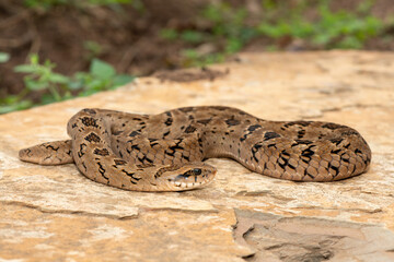 A beautiful rhombic night adder (Causus rhombeatus), also called a common night adder. Close-up in the wild– African venomous snake
