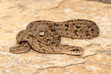 A beautiful rhombic night adder (Causus rhombeatus), also called a common night adder. Close-up in the wild– African venomous snake
