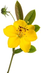 Vibrant yellow flower with green leaves