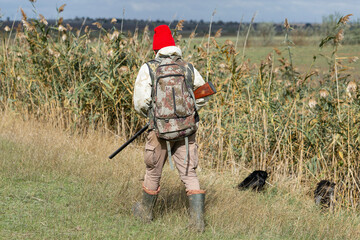 A hunter with his dogs, a spaniel and a german pointer, walk along the reeds in search of a...