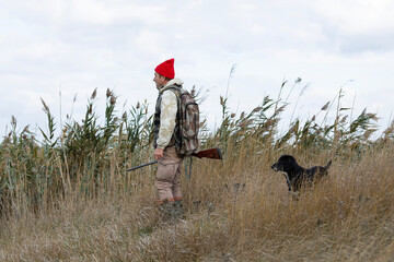 A hunter with his dogs, a spaniel and a german pointer, walk along the reeds in search of a...