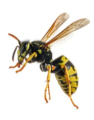 Wasp in flight