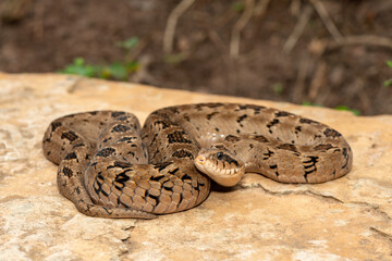 A beautiful rhombic night adder (Causus rhombeatus), also called a common night adder. Close-up in the wild– African venomous snake