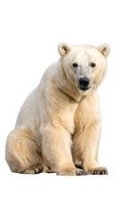 White bear seated