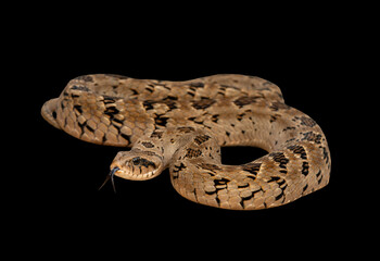 A beautiful rhombic night adder (Causus rhombeatus), also called a common night adder. Against a black background – African venomous snake