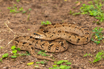 A beautiful rhombic night adder (Causus rhombeatus), also called a common night adder. Close-up in the wild– African venomous snake