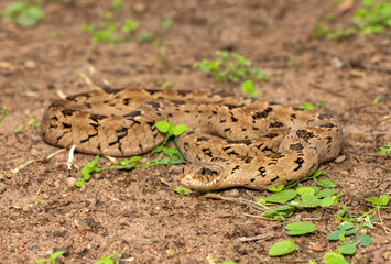 A beautiful rhombic night adder (Causus rhombeatus), also called a common night adder. Close-up in...