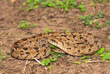 A beautiful rhombic night adder (Causus rhombeatus), also called a common night adder. Close-up in the wild– African venomous snake