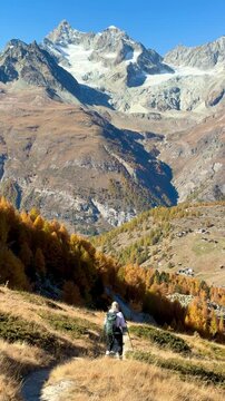 A blonde woman is hiking in the Swiss Alps, here above Zermatt. The yellow larch trees are glowing magnificently on this sunny autumn day.