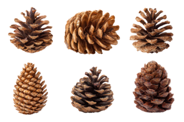 set of christmas pine cones isolated on white or transparent png