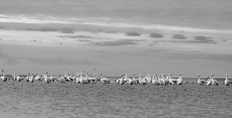 White pelicans on sand dune, black and white
