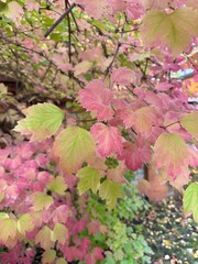 red maple leaves