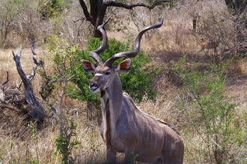 Safari in Südafrika